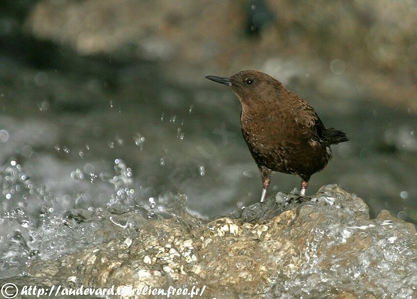 Brown Dipperadult breeding