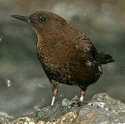 Brown Dipper