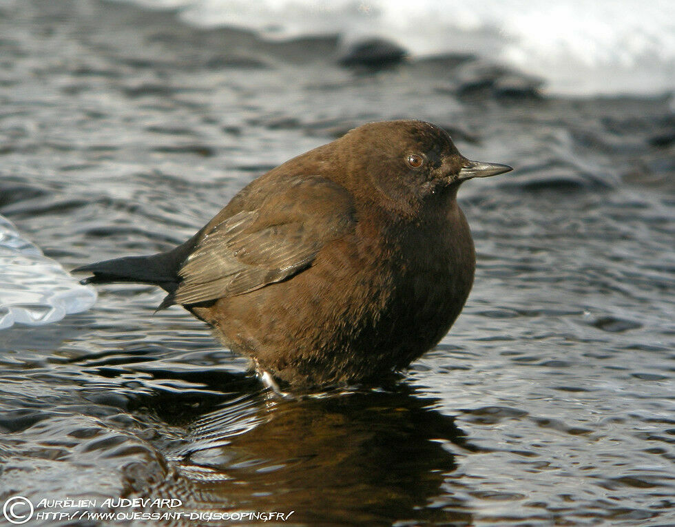 Brown Dipper