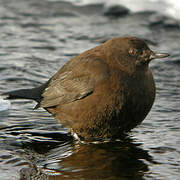 Brown Dipper