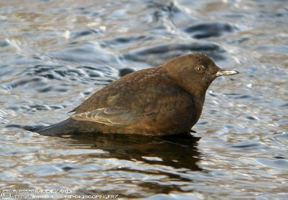 Brown Dipperadult, Behaviour