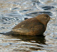 Brown Dipper