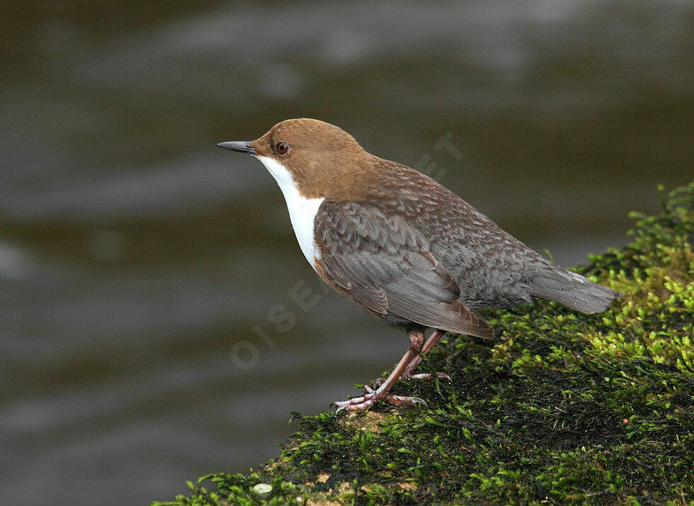 White-throated Dipper