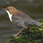 White-throated Dipper