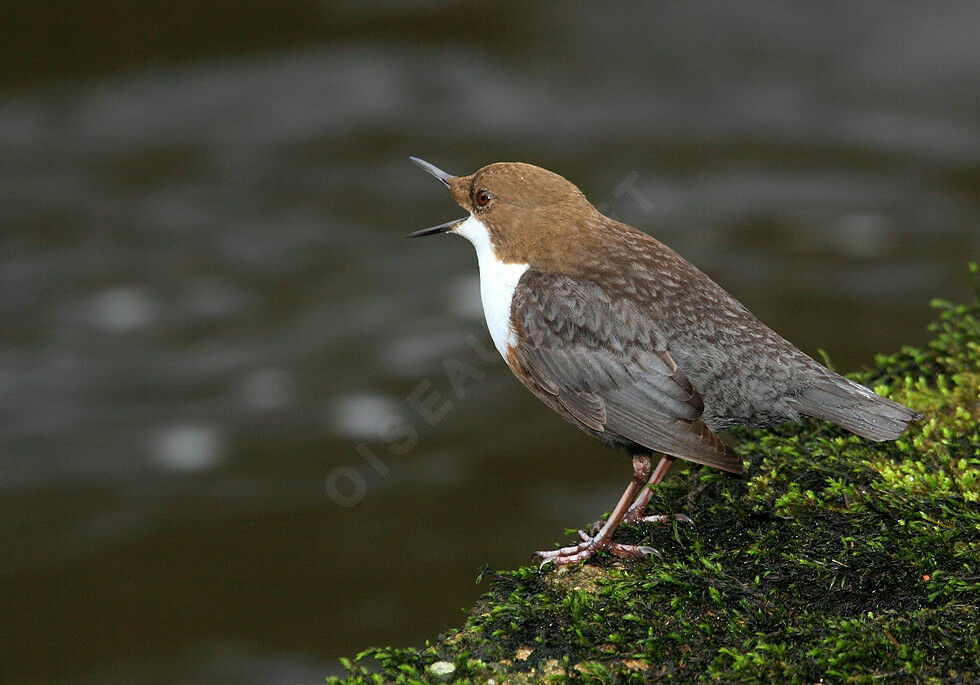 White-throated Dipperadult, song