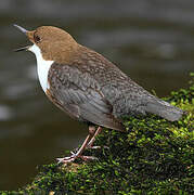 White-throated Dipper