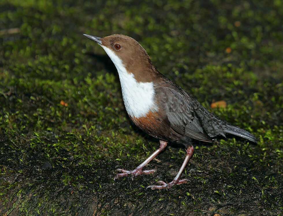 White-throated Dipper male adult breeding