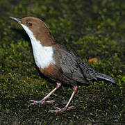 White-throated Dipper