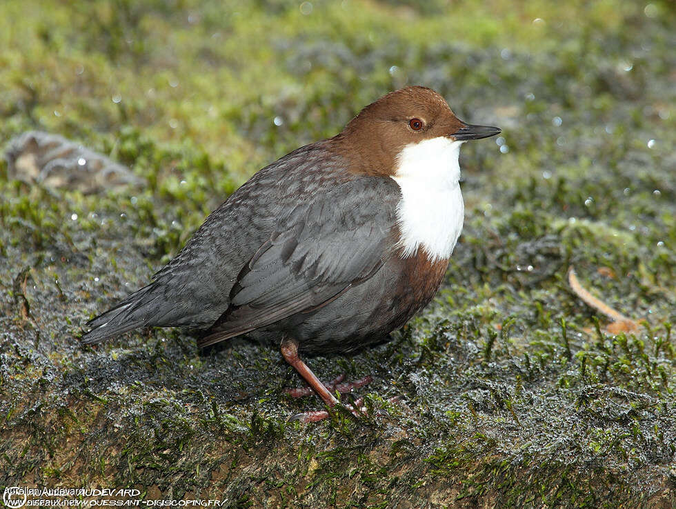 White-throated Dipper male adult breeding