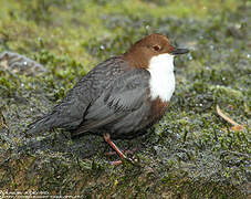 White-throated Dipper