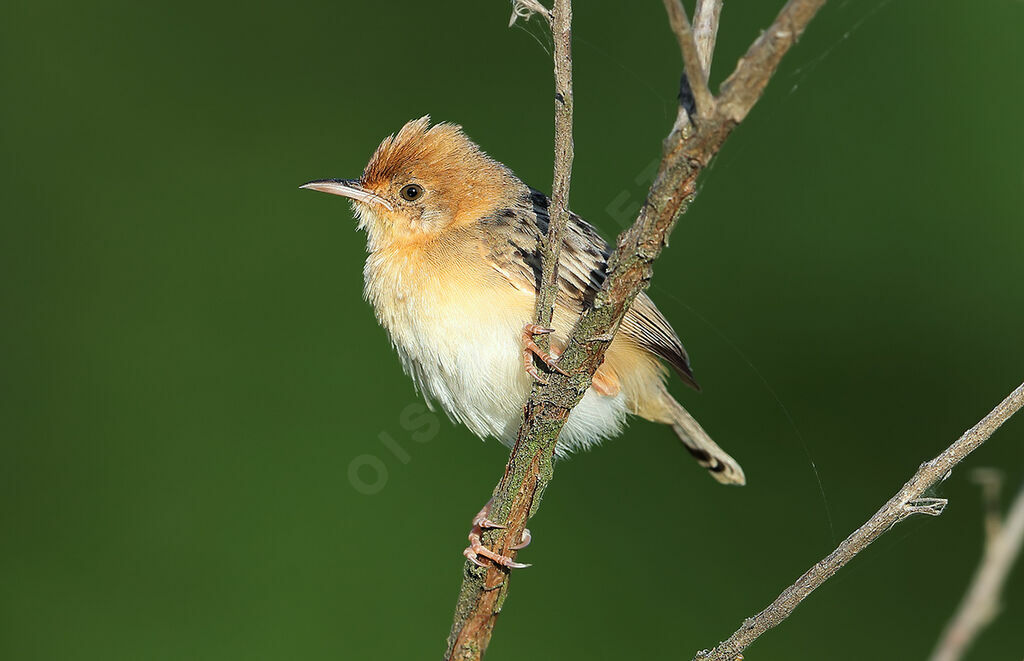 Golden-headed Cisticolaadult, identification