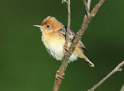 Golden-headed Cisticola