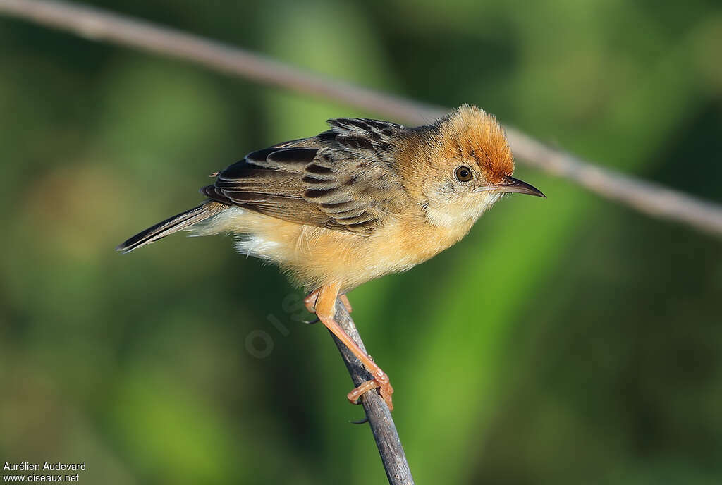 Golden-headed Cisticolaadult, identification