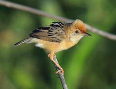 Golden-headed Cisticola