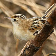 Zitting Cisticola