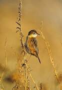 Zitting Cisticola