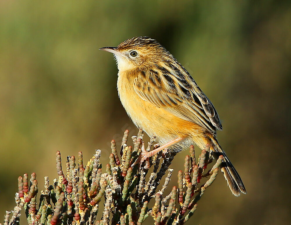 Zitting Cisticola