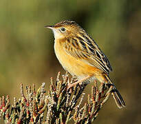 Zitting Cisticola