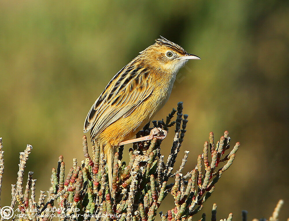 Zitting Cisticolaadult, habitat, pigmentation