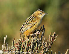 Zitting Cisticola