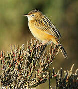 Zitting Cisticola