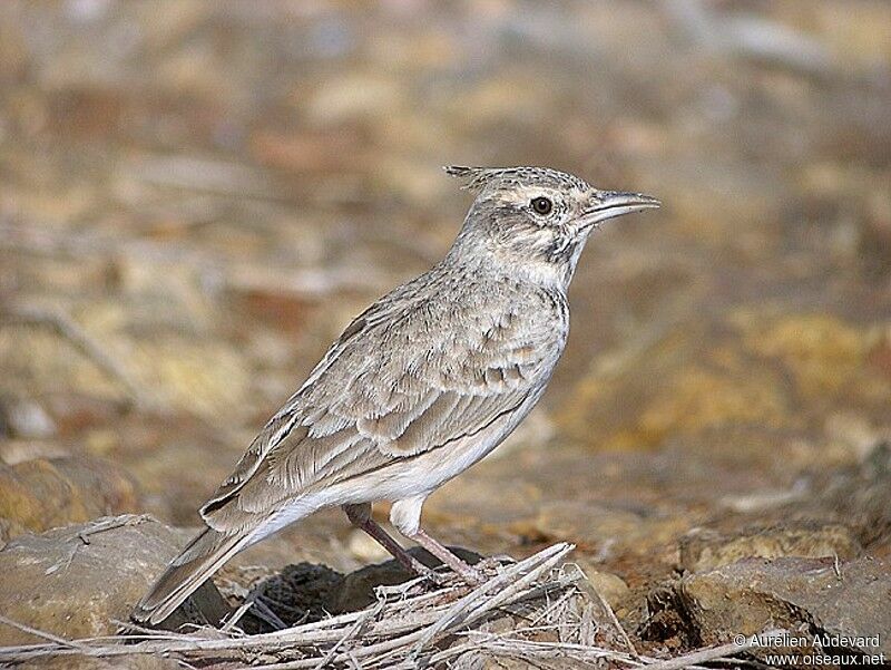 Cochevis huppé