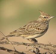 Crested Lark