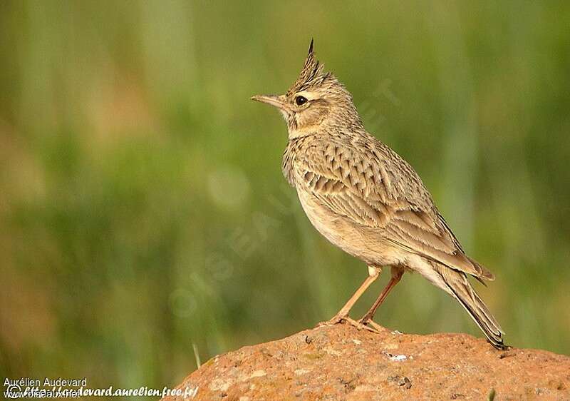 Cochevis huppé