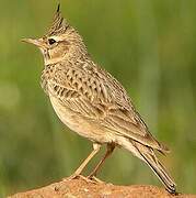 Crested Lark