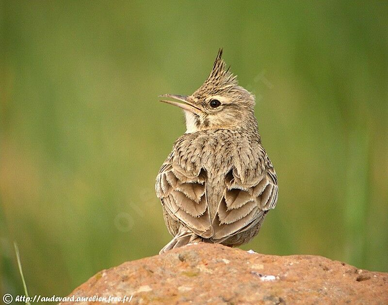 Crested Lark male adult breeding