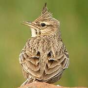 Crested Lark