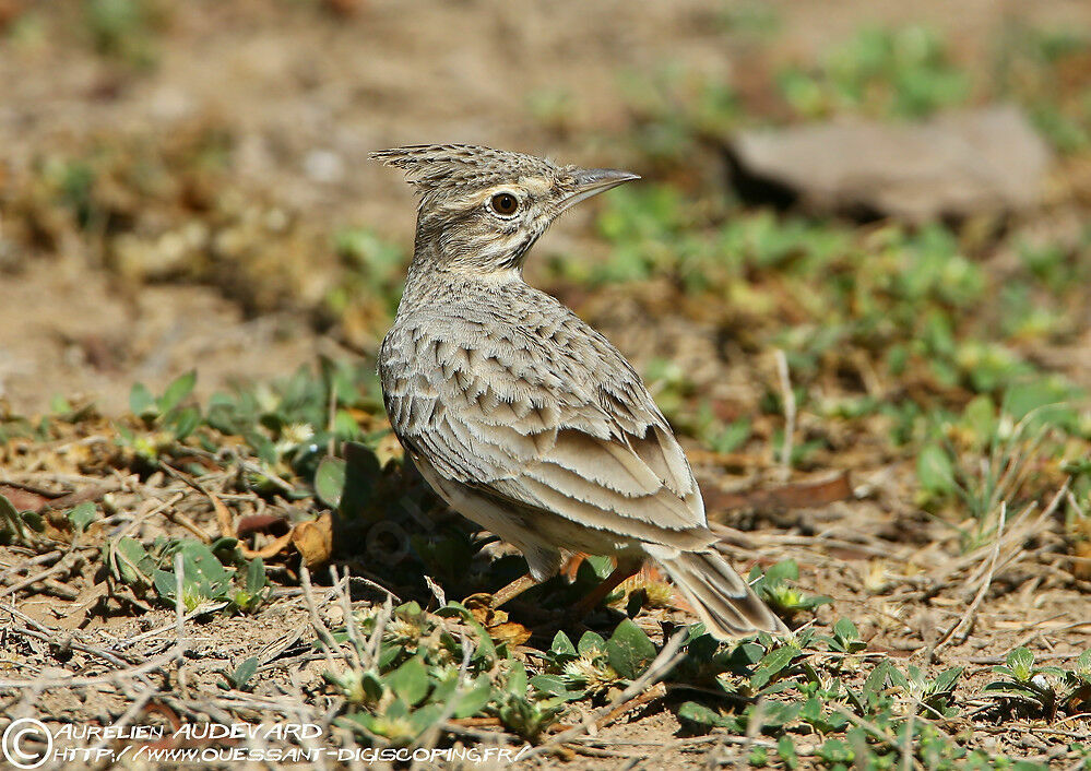 Cochevis huppé