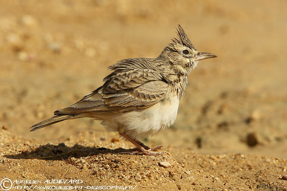 Cochevis huppé