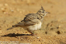 Crested Lark