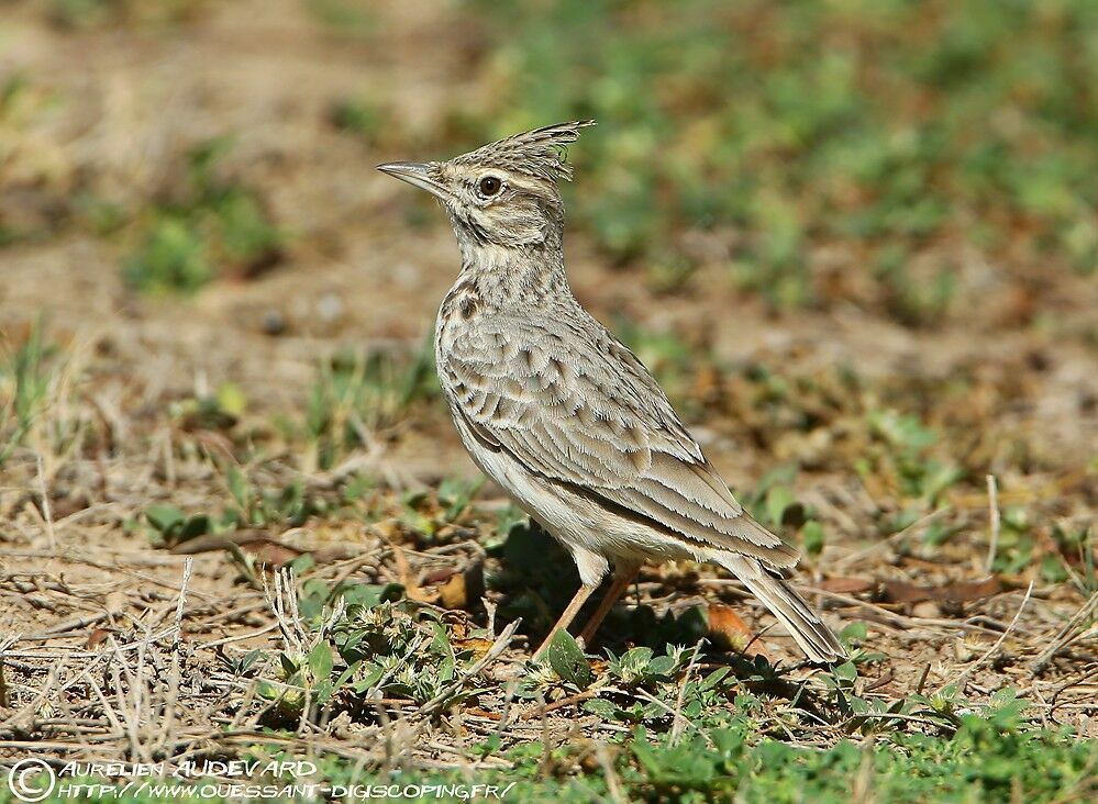 Crested Lark, identification