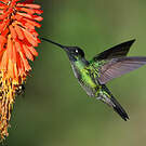 Colibri admirable