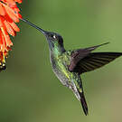 Colibri admirable