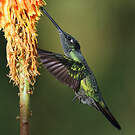 Colibri admirable