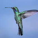 Colibri cyanote