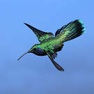 Colibri cyanote