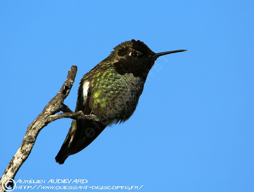 Anna's Hummingbird