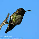 Colibri d'Anna