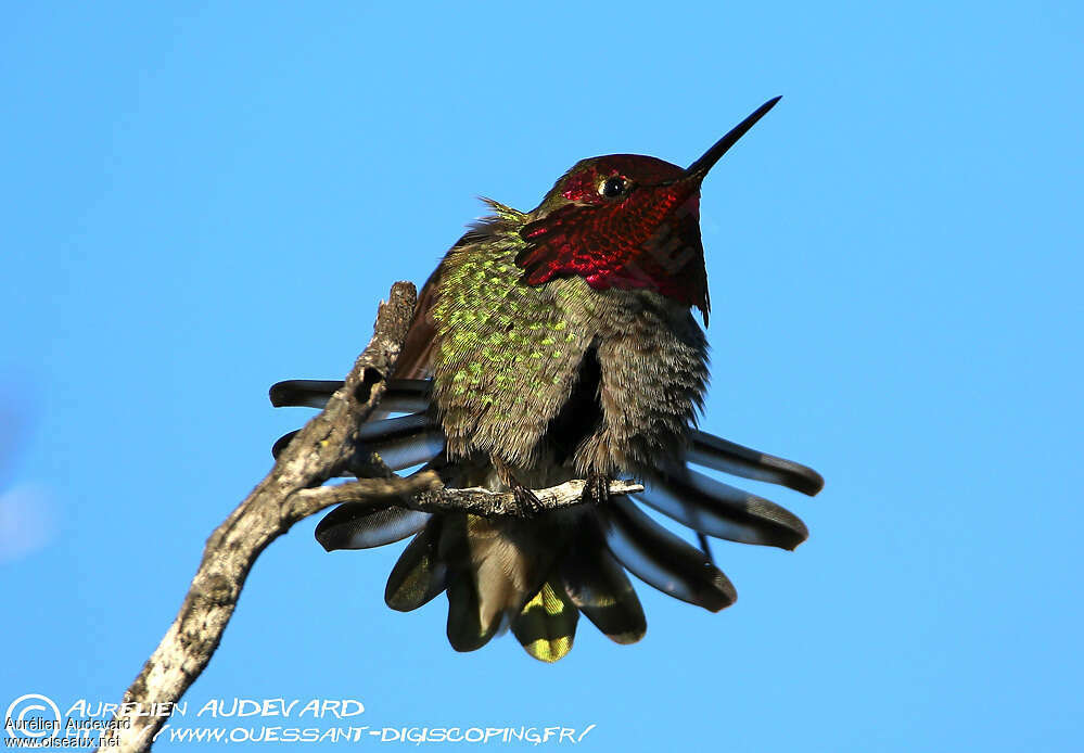 Colibri d'Anna mâle adulte, composition