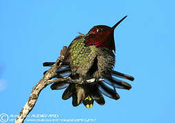 Anna's Hummingbird