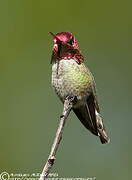 Anna's Hummingbird