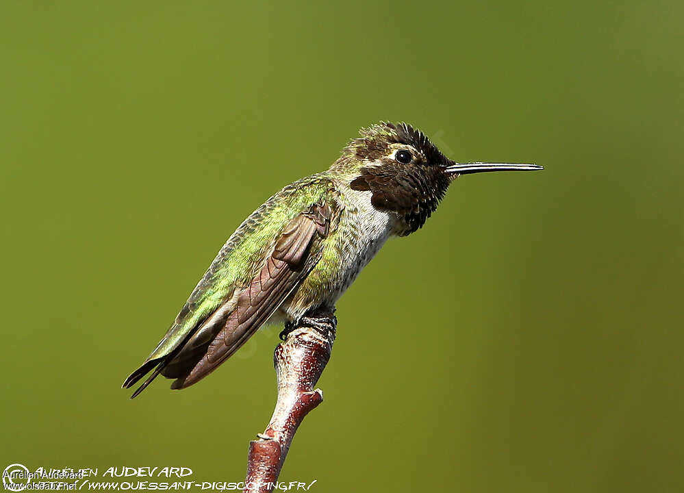 Colibri d'Anna mâle adulte, composition