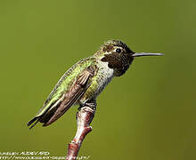 Anna's Hummingbird