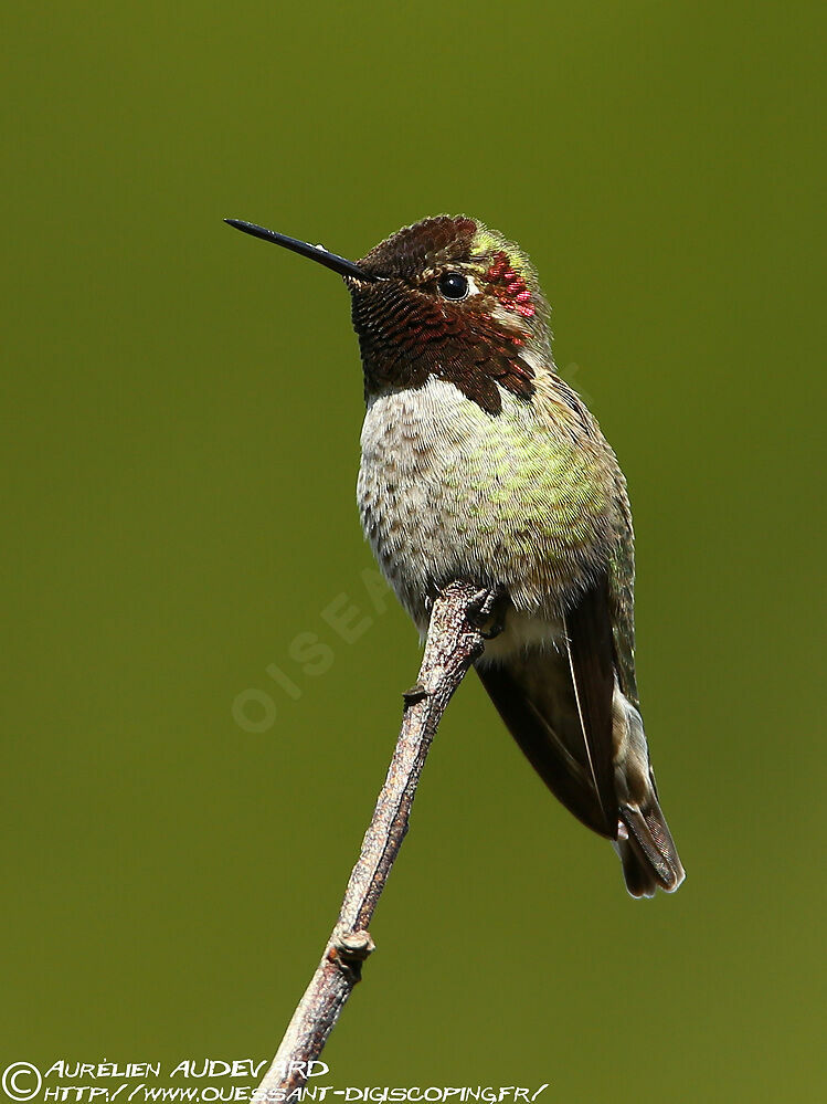 Anna's Hummingbird