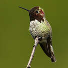 Colibri d'Anna
