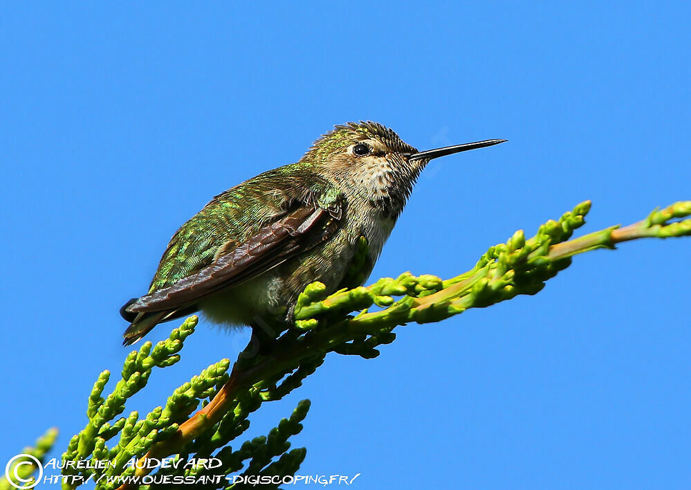 Anna's Hummingbird